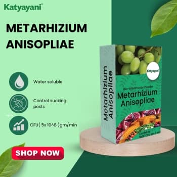 Katyayani Metarhizium Anisopliae Bio Insecticide, (Powder) Talcum Based Powder Formulation Used For Effective Pest Control - Image 3