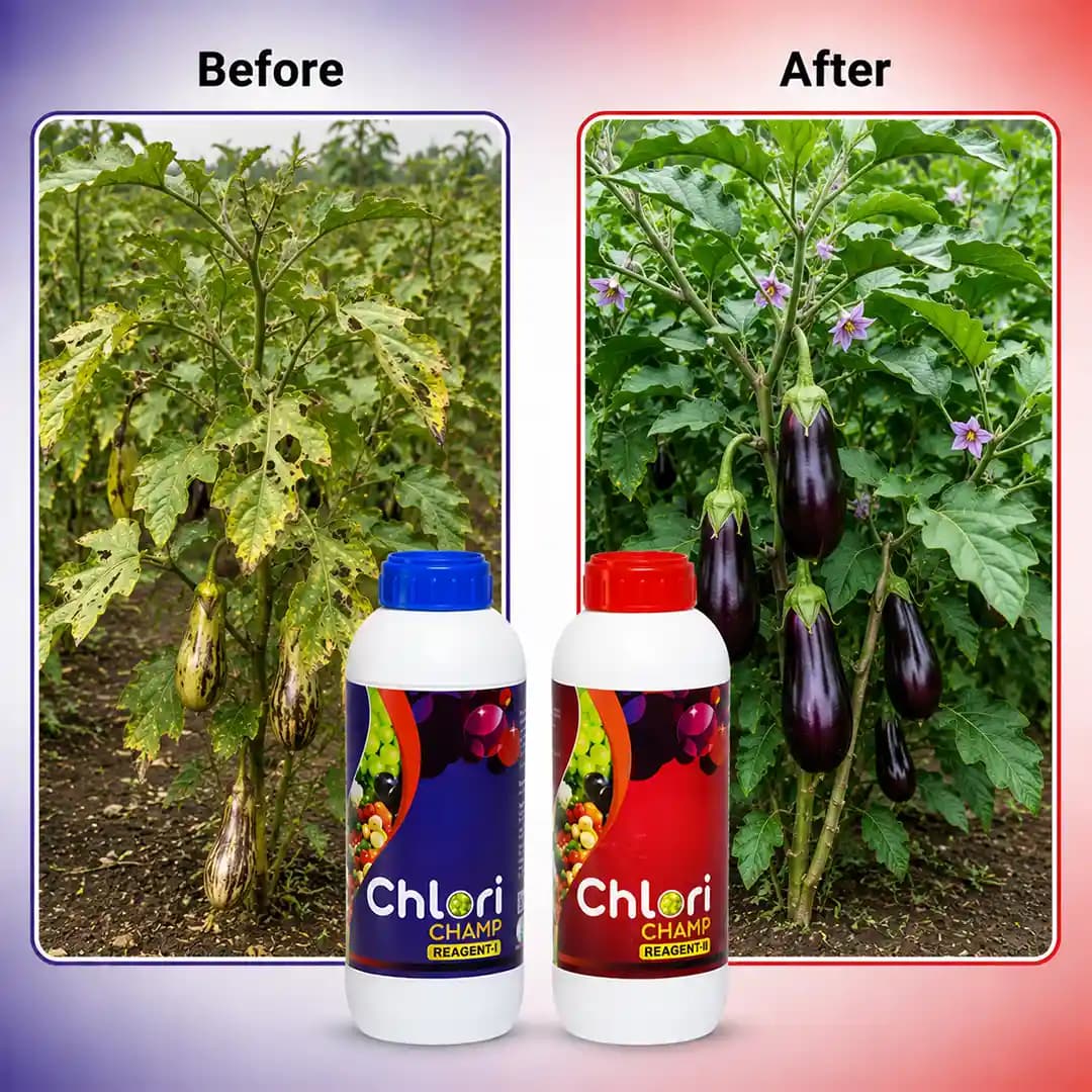 Chlori Champ Reagent I (500ml) And Chlori Champ Reagent II (500ml), Kills Pathogens Such As Fungi, Bacteria and Viruses. - Image 4