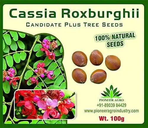 Cassia Roxburghii Tree Seed enhance the beauty of garden, landscapes, commercial crops - Image 1