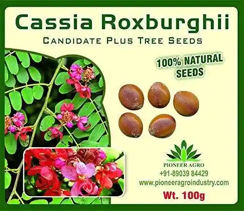 Cassia Roxburghii Tree Seed enhance the beauty of garden, landscapes, commercial crops