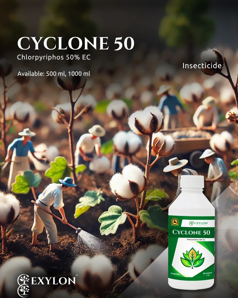 Exylon Cyclone 50 Chlorpyriphos 50% EC Insecticide, Broad-Spectrum, Effective Sucking And Chewing Pests For Crops