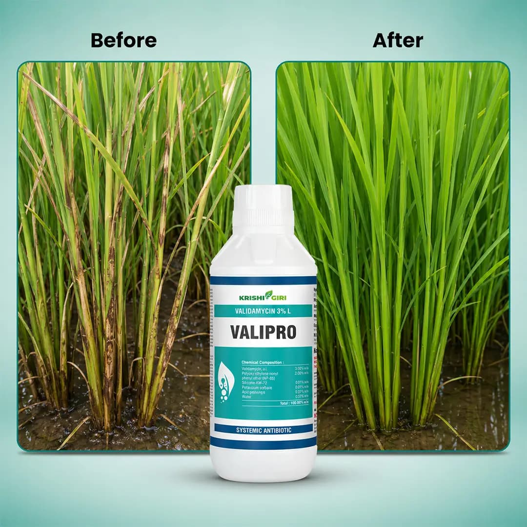 Valipro Fungicide - Validamycin 3% L - Image 2