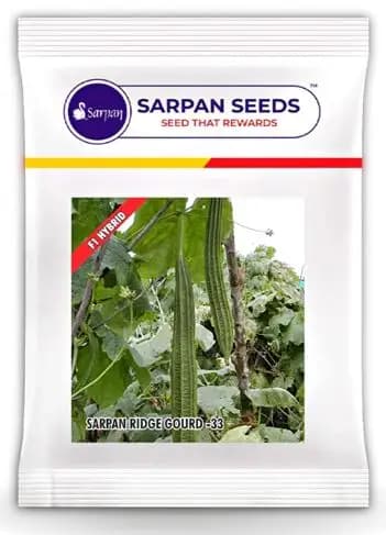 Sarpan Ridge Gourd-33 F1 Hybrid Seeds, Early and Very High Yielding Variety - Image 1