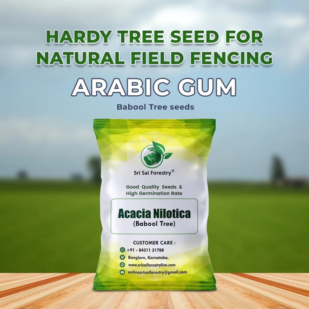 SRI SAI FORESTRY - Arabic Gum (Acacia Nilotica) Babool Tree seeds - Live Fencing Tree Seeds - Image 2