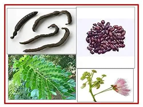 RK Seeds- Samanea Saman seed Rain Tree Seeds,Avenue tree seeds Samanea Saman Seeds, , SHADE tree seeds , Best for planting in Road Avenue , Garden - Image 2