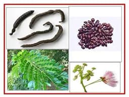 RK Seeds- Samanea Saman seed Rain Tree Seeds,Avenue tree seeds Samanea Saman Seeds, , SHADE tree seeds , Best for planting in Road Avenue , Garden 1