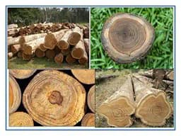 RK Seeds Teak Wood Seeds , Tectona grandis seeds , Teak Seeds for Plantation seeds, Teak Tree Seeds , Sagwan Seeds , Thekku seeds, Teak wood seeds 3