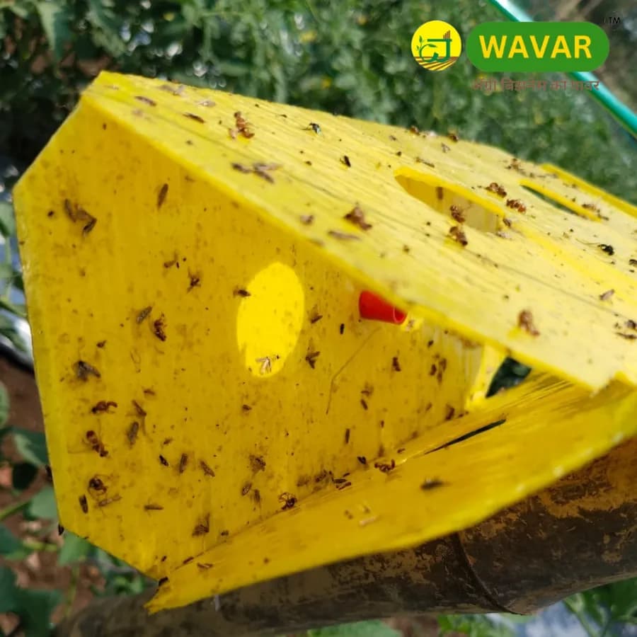 वावर डेल्टा ट्रैप प्लूटेला ज़ाइलोस्टेला ल्योर के साथ, डायमंडबैक मोथ कीट नियंत्रण के लिए प्रभावी - Image 4
