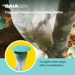 Gaiagen Tobacco Caterpillar (Spodoptera Litura) Pheromone Lure And Insect Funnel Traps, IMO Certified. 7