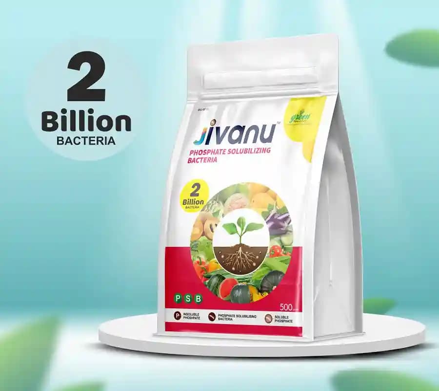 Jivanu Phosphate Solubilizing Bacteria Bio Fertilizers, Increase Stem Strength - Image 3