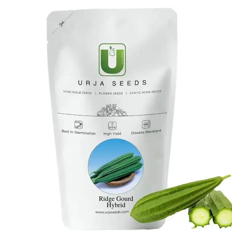 Urja US 372 Gourd Dark Green F1 Hybrid Ridge Seeds, Turai ke Beej, Turiya na Beej