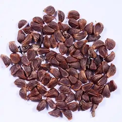 RK Seeds- Thespesia populnea, Pacific rosewood seeds - Shisham tree seeds (Thespesia populnea seeds),Pacific rosewood seeds - Image 4