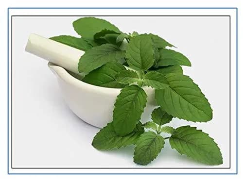 RK Seeds - Tulsi Plant Seeds, Religious Tulsi Seeds , Ocimum Sanctum Seeds, Natural Tulsi Holy Indian Tulsi Plant Seeds, Indian Tulsi Basil Seeds - Image 1