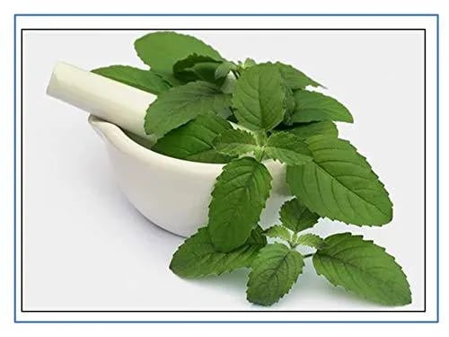 RK Seeds - Tulsi Plant Seeds, Religious Tulsi Seeds , Ocimum Sanctum Seeds, Natural Tulsi Holy Indian Tulsi Plant Seeds, Indian Tulsi Basil Seeds