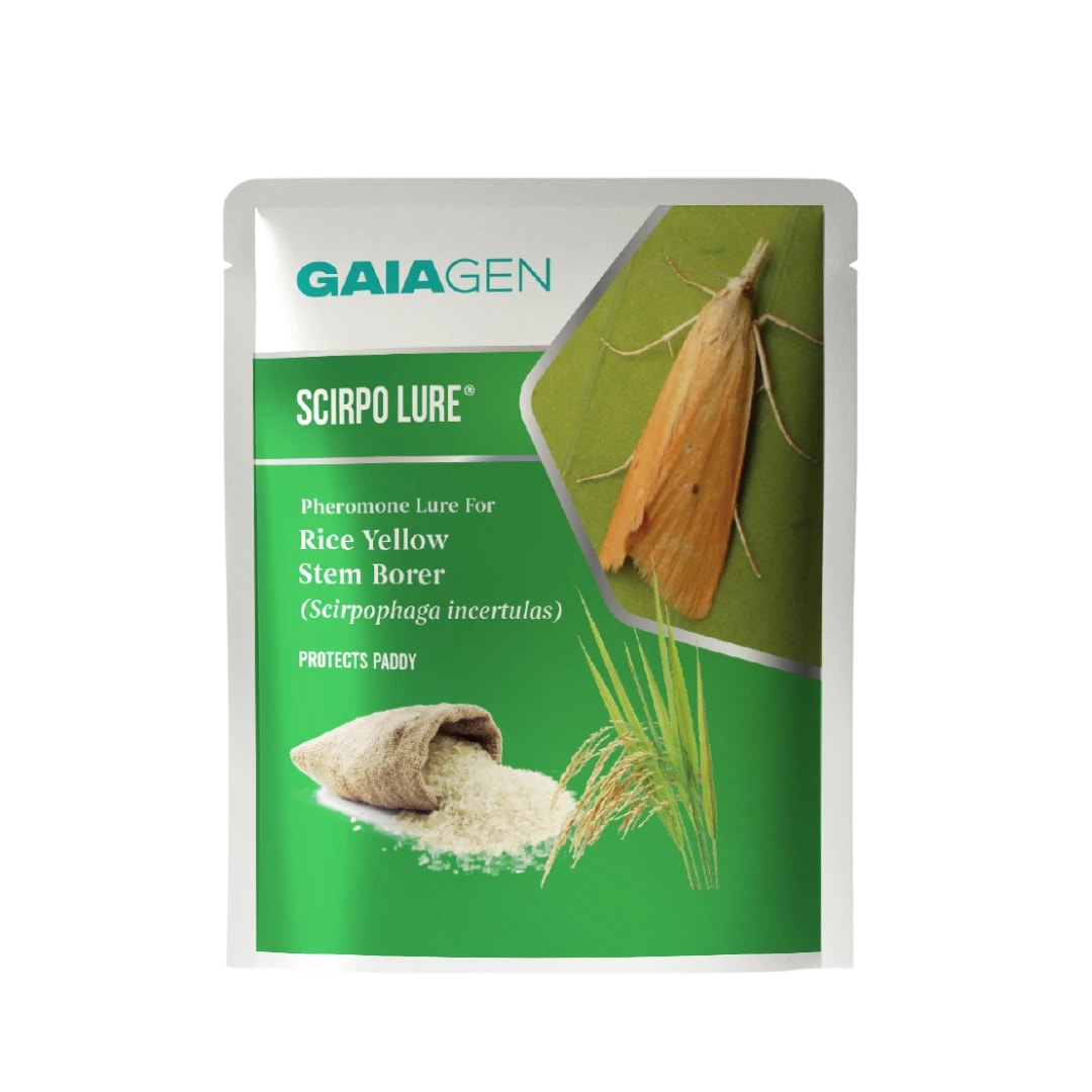 Gaiagen Scirpo Lure for Yellow Rice Stem Borer (Scirpophaga Incertulas) Pheromones Lure And Funnel Insect Traps