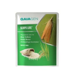 Gaiagen Scirpo Lure for Yellow Rice Stem Borer (Scirpophaga Incertulas) Pheromones Lure And Funnel Insect Traps 1