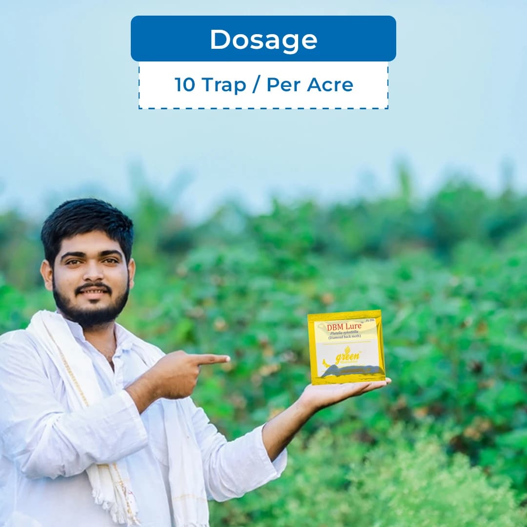 Delta Pheromone Trap with DBM Pheromone Lure for controlling Diamondback Moth (Plutella xylostella) - Image 5