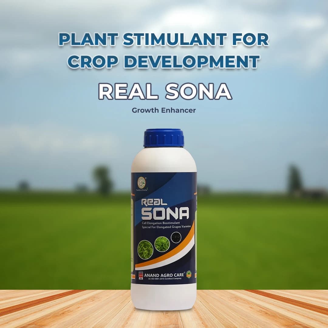 Real Sona (Grapes Special) Improves Length, Bunch Berry, Color & Weight Of Grapes - Image 2