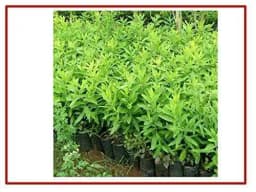 RK Seeds - White Sandalwood Seeds, Chandan Seeds, Santalum album 100 g + White Sandal Host Plant Seeds 3