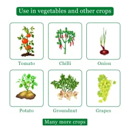 RAINZEB - M45 Mancozeb 75% WP Fungicide, Control Brown And Black Rust, Leaf Blight, Leaf Blight, Downy Mildew, Blast, Leaf Spot, Early Blight, Tip Rot 4