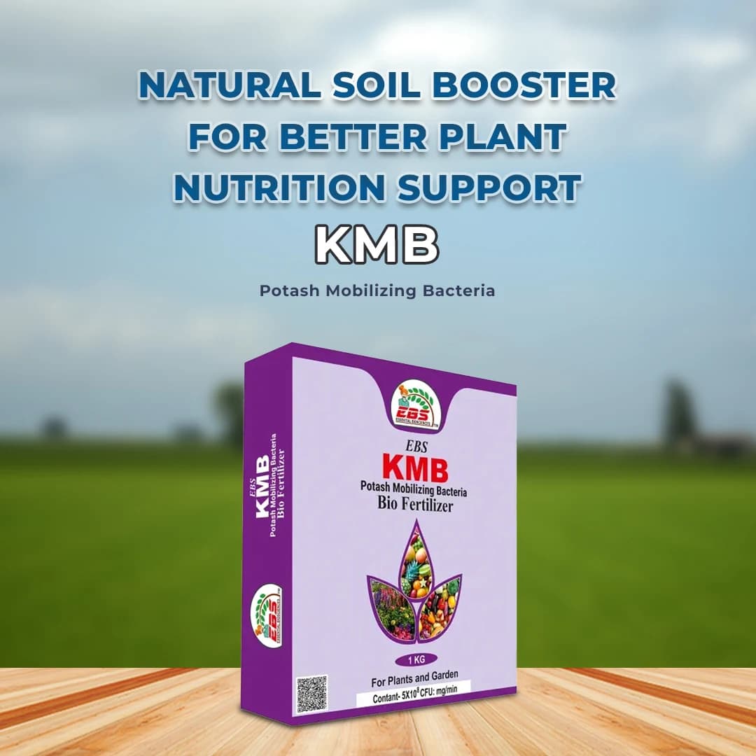 EBS KMB Potash Mobilizing Bacteria 5x10^8 CFU Bio Fertilizer, Use for Plants, Crops And Home Garden - Image 2