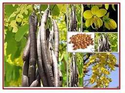 RK Seeds - Avenue seeds of Cassia fistula seeds, cassia seeds + Gulmohar Seeds, Delonix regia + Rain tree seeds, Samanea saman seeds, Albizia Saman 4