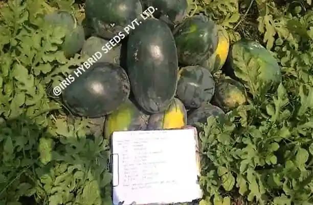 ఐరిస్ హైబ్రిడ్ ఫ్రూట్ సీడ్స్ F1 హైబ్రిడ్ పుచ్చకాయ కుబేర్ - ఐస్బాక్స్ సెగ్మెంట్, తర్బూజ్ కే బీజ్ - Image 3