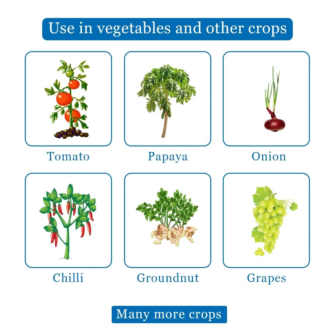 EBS Trichoderma Harzianum Liquid Bio Fungicide, Used As a Fungicide Cum Nematicide - Image 4
