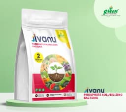Jivanu Phosphate Solubilizing Bacteria Bio Fertilizers, Increase Stem Strength 4