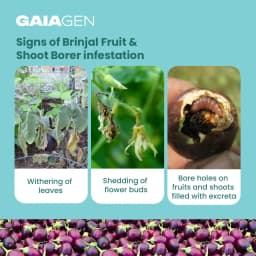 Gaiagen Brinjal Fruit And Shoot Borer Pheromone Lure For Leucinodes Orbonalis, IMO Certified. 4