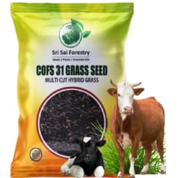 Sri Sai Forestry COFS 31 Grass Seeds For Goat And Cow, Multi Cut Fodder Seed 6