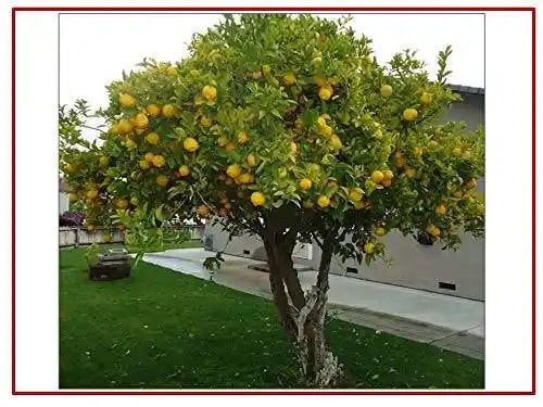RK Seeds Lemon Seed, Lemon Seed For Planting Lemon Seed For All season, Best In Germination