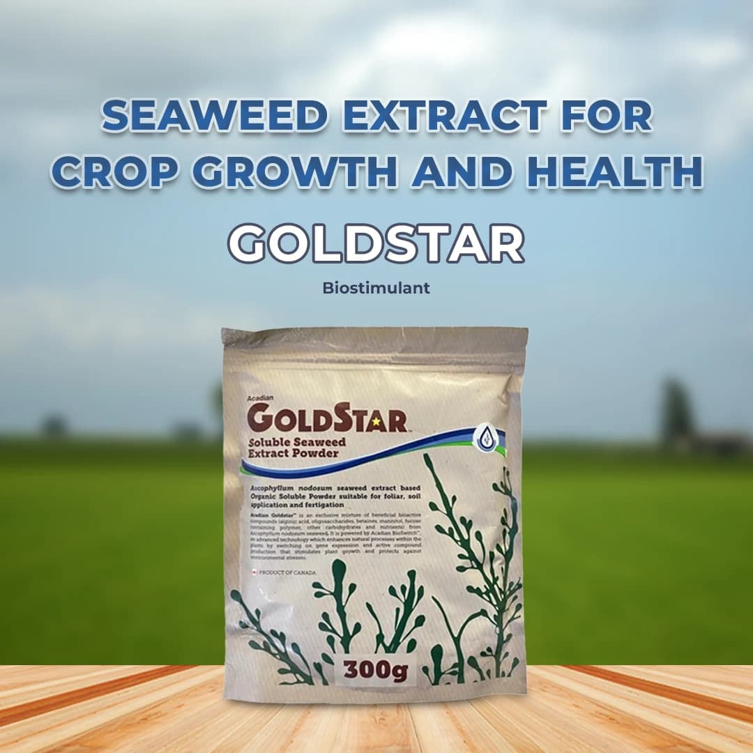 Acadian Goldstar Biostimulant, Ascophyllum Nodosum Seaweed Extract, Enhances Abiotic Stress Of Plant - Image 2