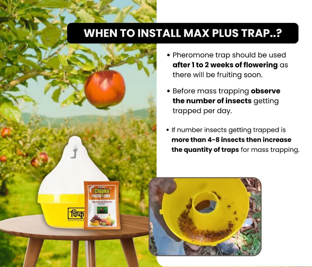 Chipku Fly Magnet Oriental Fruit-Fly With Max Plus Trap, Bactocera Dorsalis Catcher With Attractant Lure For Mango, Sapota, Papaya, Guava - Image 3