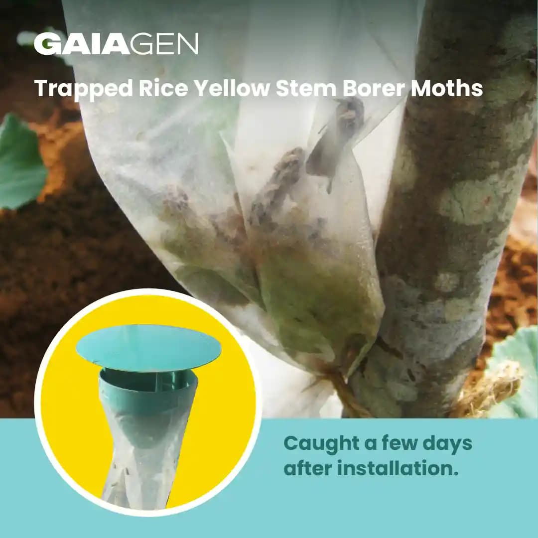 Gaiagen Scirpo Lure for Yellow Rice Stem Borer (Scirpophaga Incertulas) Pheromones Lure And Funnel Insect Traps - Image 6