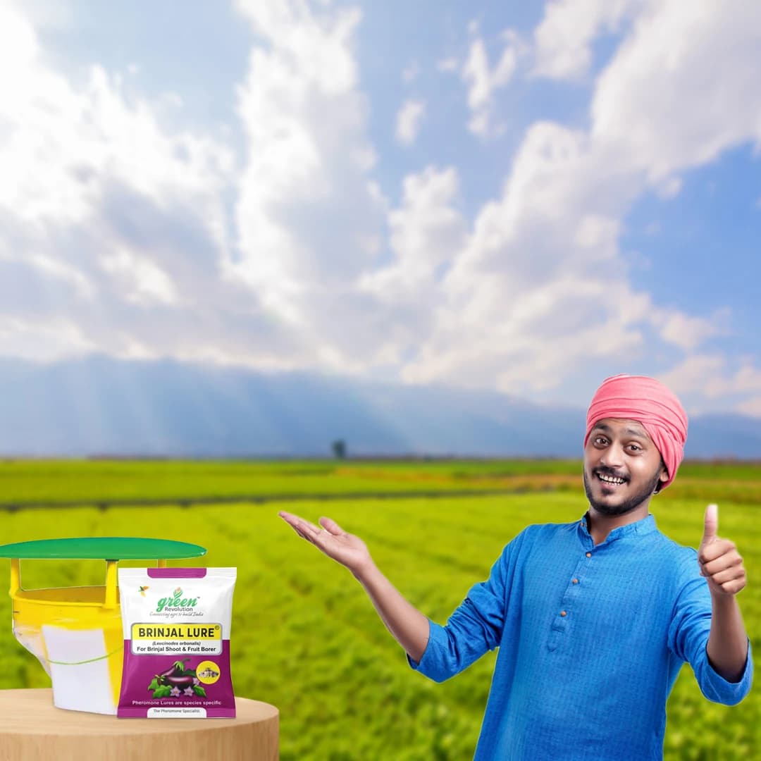 Funnel Pheromone Trap with Brinjal Lucin-O-Lure for (Leucinodes Orbonalis) Brinjal Fruit and Shoot Borer Insect. - Image 5