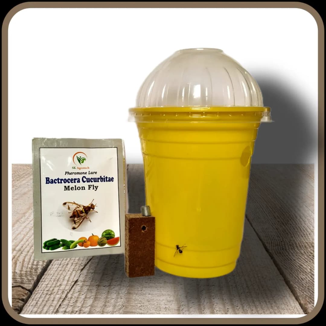 SK Agrotech Bactrocera Cucurbitae Melon Fly Pheromone Trap With Lure For Vegetables - Image 3