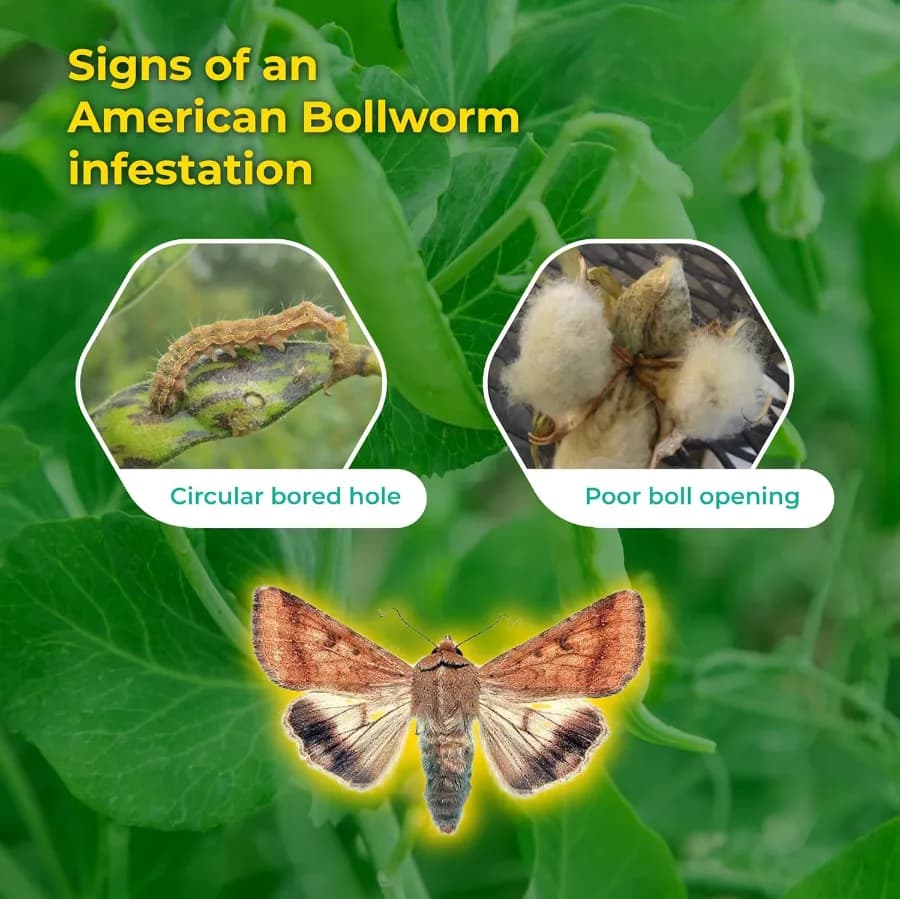 SK Agrotech Helicoverpa armigera (American Bollworm) Pheromone Trap With Lure - Effective Solution For Controlling Green Leaf-Eating Caterpillars - Image 7