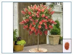 RK Seeds - Bottlebrush Trees Seeds, Callistemon Seeds, Ornamental Tree Seeds 2