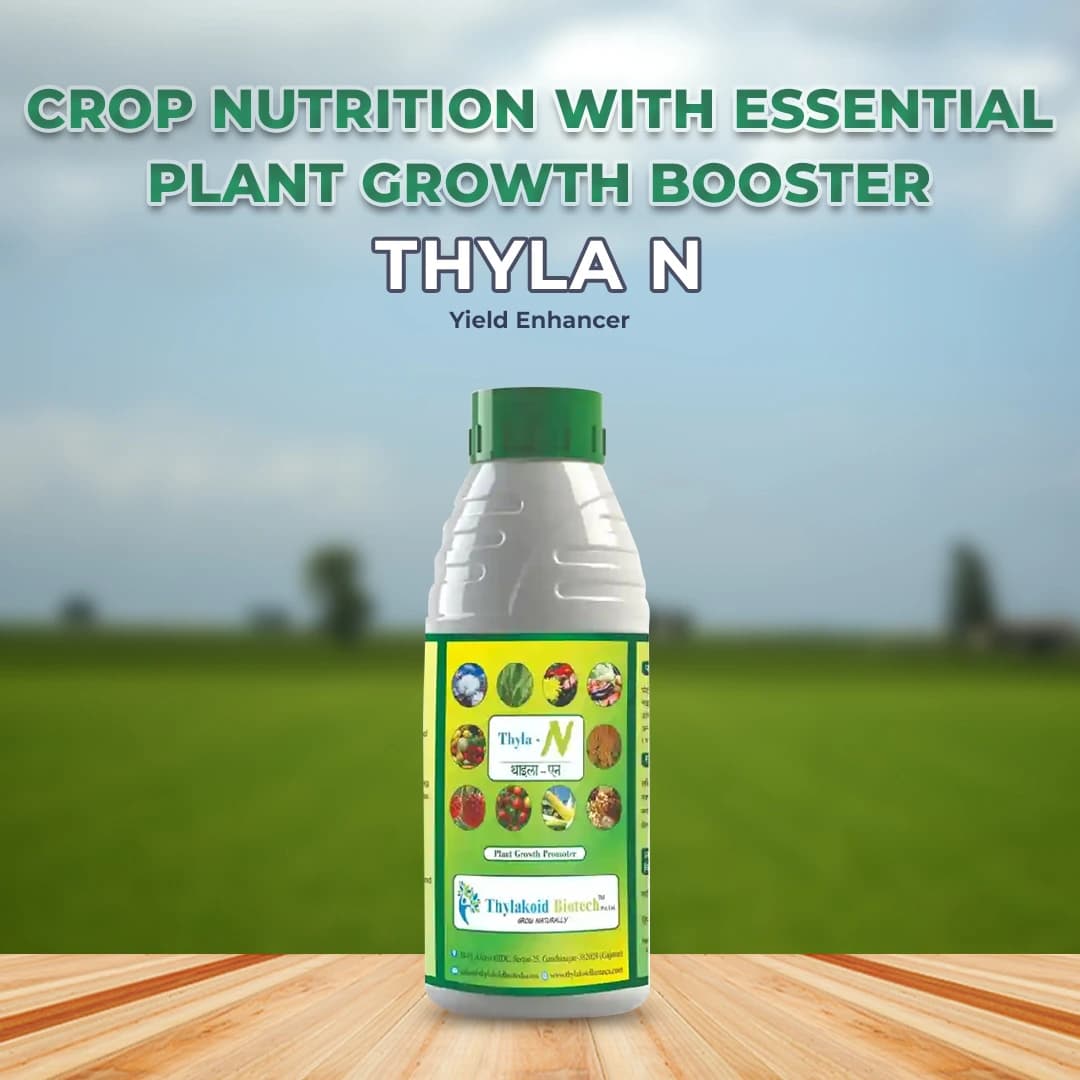 Thyla N (Nitrogen) Yield Enhancer. Increase the chlorophyll content in the leaves leading to higher photosynthetic rate. - Image 2