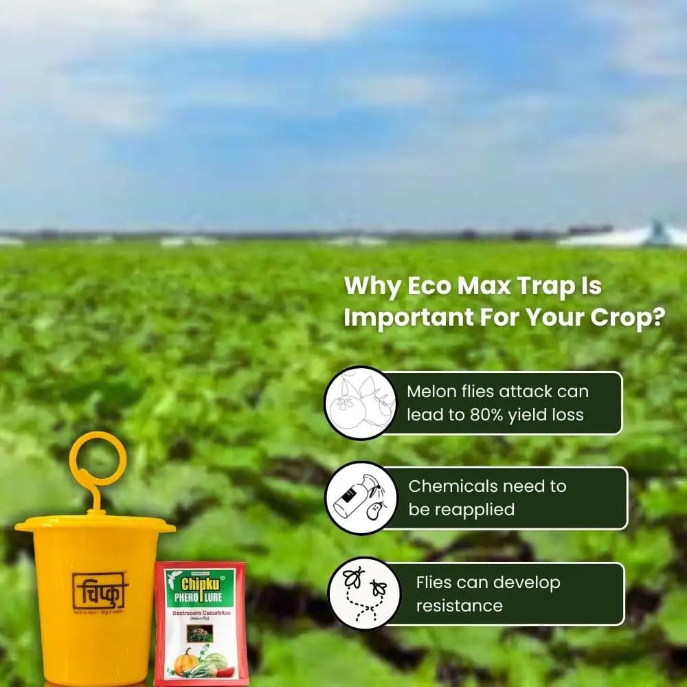 Chipku Pheromone Ecomax Trap With Melon Fly Lure (Bactrocera Cucurbitae) Feeding By The Larvae. For Gourds, Pumpkin, Tomato, Water Melon, Zucchini - Image 9