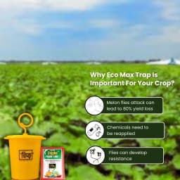 Chipku Pheromone Ecomax Trap With Melon Fly Lure (Bactrocera Cucurbitae) Feeding By The Larvae. For Gourds, Pumpkin, Tomato, Water Melon, Zucchini 9