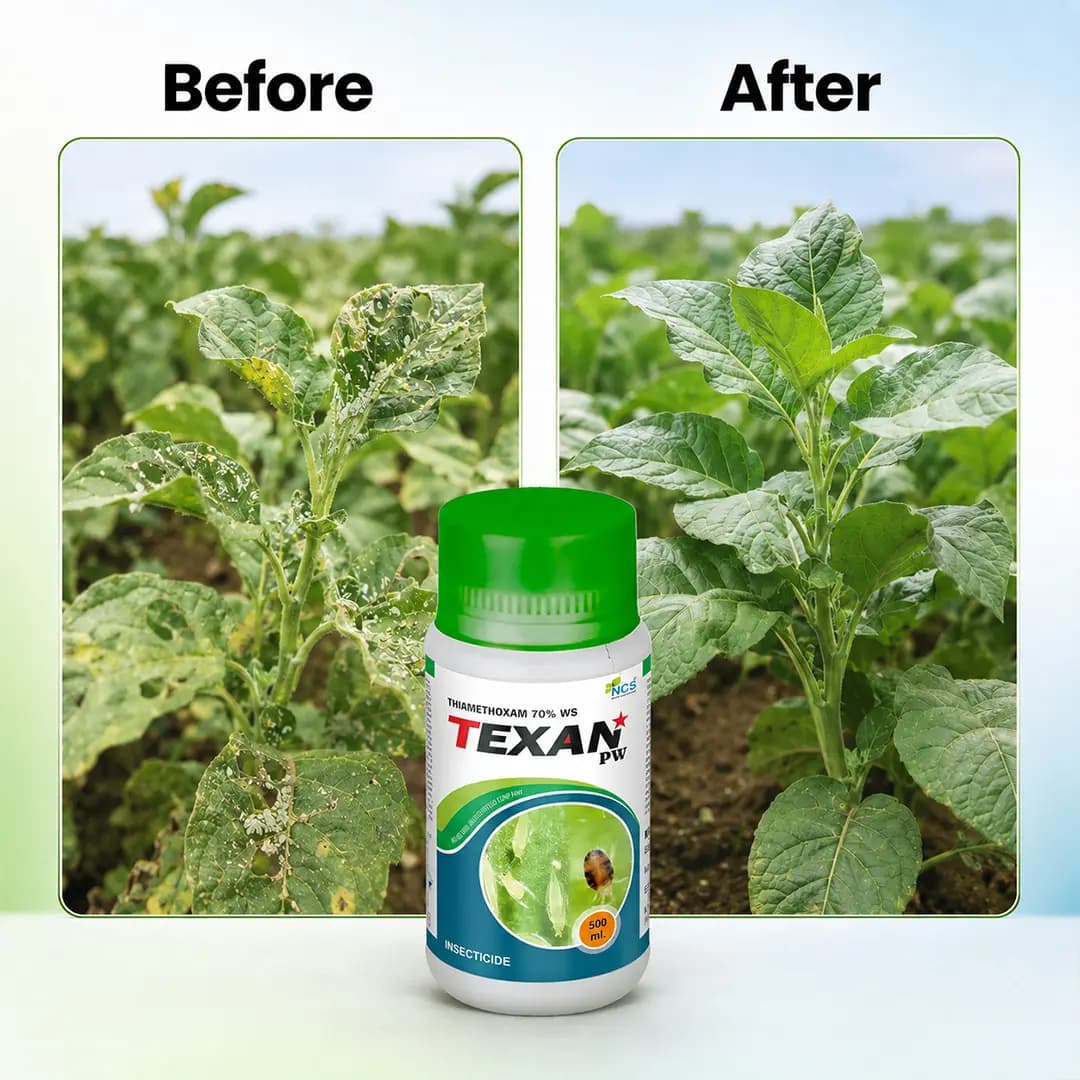 Texan PW Insecticide - Thiamethoxam 70% WS - Image 6