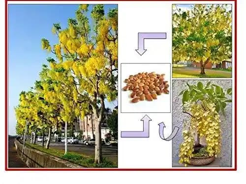 RK Seeds - Avenue seeds of Cassia fistula seeds, cassia seeds + Gulmohar Seeds, Delonix regia + Rain tree seeds, Samanea saman seeds, Albizia Saman - Image 5