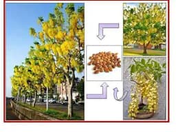 RK Seeds - Avenue seeds of Cassia fistula seeds, cassia seeds + Gulmohar Seeds, Delonix regia + Rain tree seeds, Samanea saman seeds, Albizia Saman 5