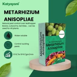 Katyayani Metarhizium Anisopliae Bio Insecticide, (Powder) Talcum Based Powder Formulation Used For Effective Pest Control 2