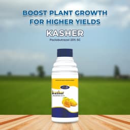 Agriventure Kasher Paclobutrazol 23% SC Plant Growth Regulator, Best For Mango 2
