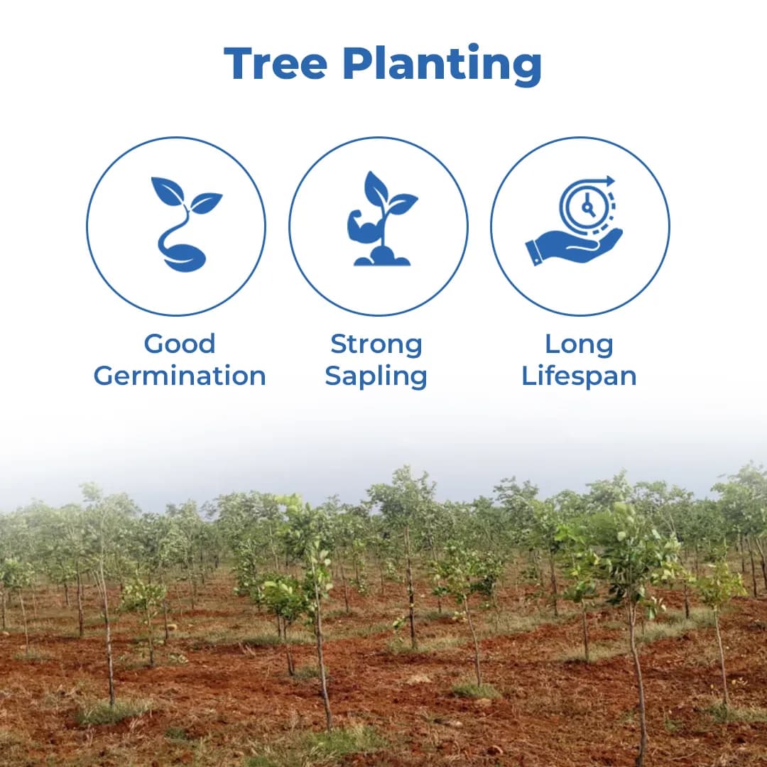 SRI SAI FORESTRY Red Sandal Seeds (Pterocarpus Santalinus , Lal Chandan or Raktachandan) - Image 3