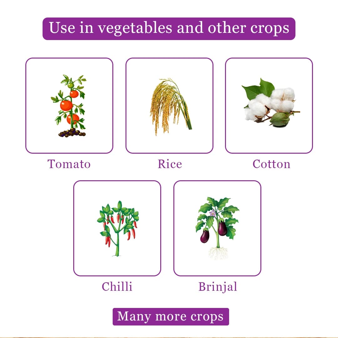 Berrysun Power Control Insecticide - Image 4