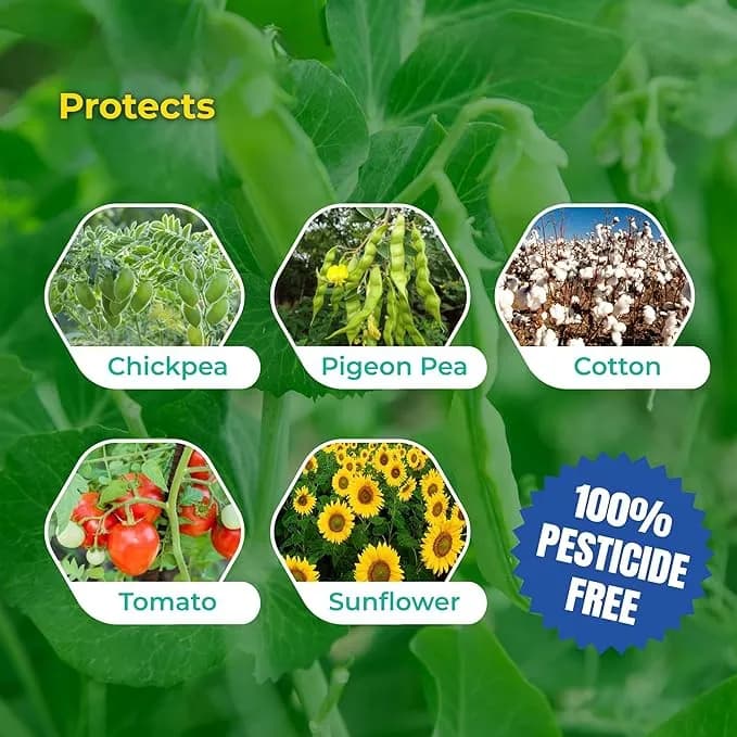 SK Agrotech Helicoverpa armigera (American Bollworm) Pheromone Trap With Lure - Effective Solution For Controlling Green Leaf-Eating Caterpillars - Image 6